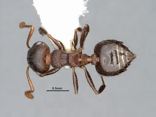 Crematogaster dentinodis - CASENT4031430