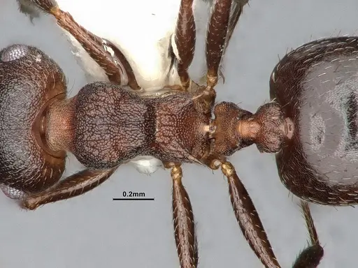 Crematogaster dentinodis - CASENT4031430