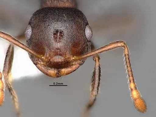 Crematogaster dentinodis - CASENT4031430
