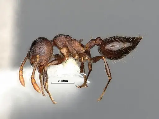 Crematogaster dentinodis - CASENT4031430