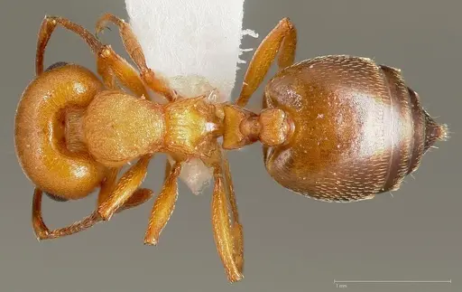 Crematogaster depilis specimen