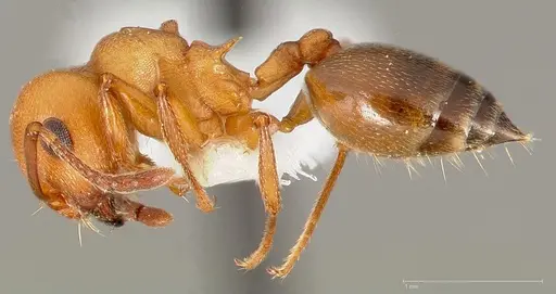 Crematogaster depilis specimen