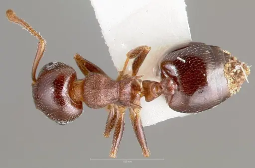 Crematogaster depilis - CASENT0005943