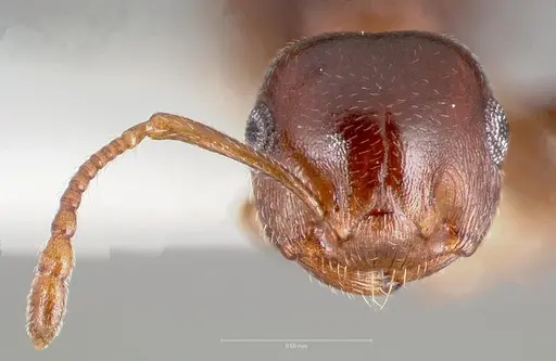 Crematogaster depilis - CASENT0005943