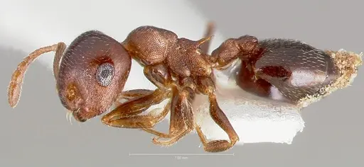 Crematogaster depilis - CASENT0005943