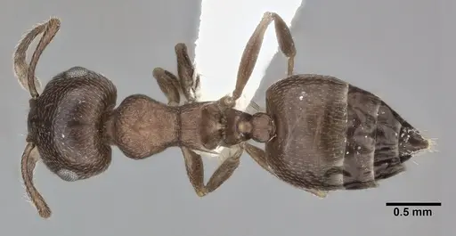 Crematogaster depilis - CASENT0246026