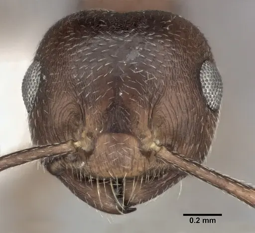 Crematogaster depilis - CASENT0246026