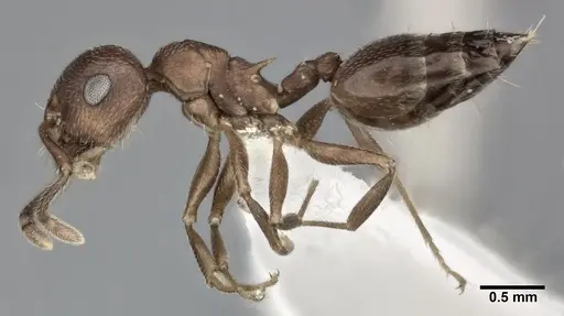 Crematogaster depilis - CASENT0246026