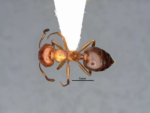 Crematogaster depilis - CASENT0796880