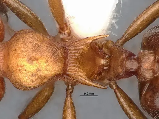 Crematogaster depilis - CASENT0796880