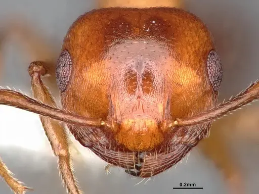 Crematogaster depilis - CASENT0796880
