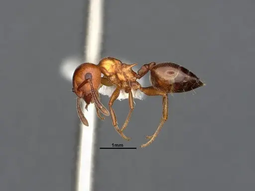 Crematogaster depilis - CASENT0796880