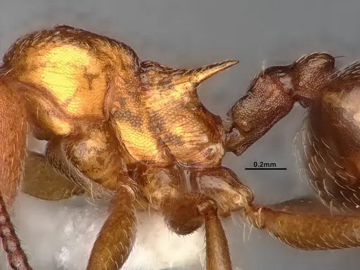 Crematogaster depilis - CASENT0796880