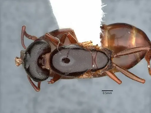 Crematogaster depilis - CASENT0882152