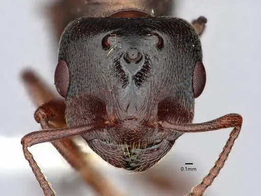 Crematogaster depilis - CASENT0882152