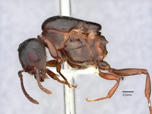 Crematogaster depilis - CASENT0882152