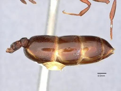 Crematogaster depilis - CASENT0882152