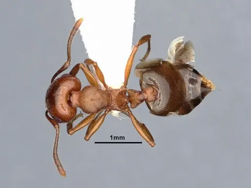 Crematogaster depilis - CASENT0884352
