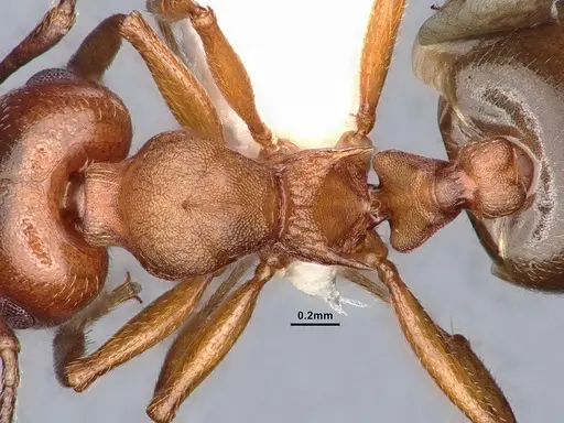 Crematogaster depilis - CASENT0884352