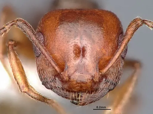 Crematogaster depilis - CASENT0884352