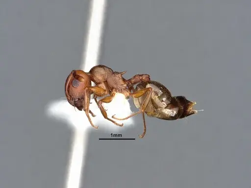 Crematogaster depilis - CASENT0884352
