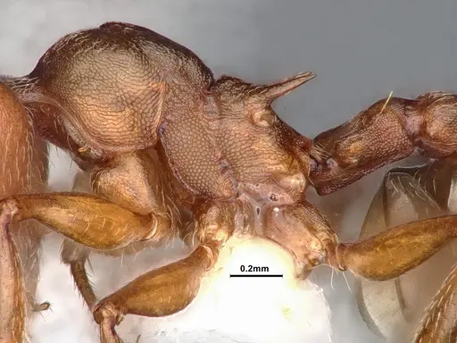 Crematogaster depilis - CASENT0884352