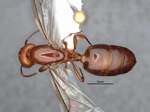 Crematogaster depilis - CASENT0884385