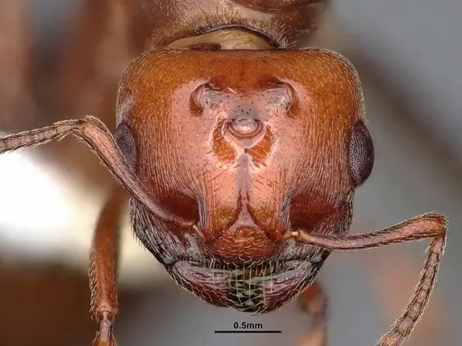 Crematogaster depilis - CASENT0884385