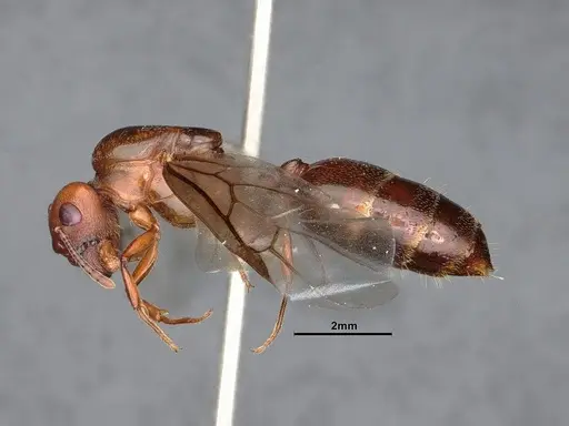 Crematogaster depilis - CASENT0884385