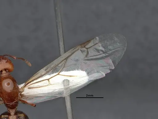 Crematogaster depilis - CASENT0884385