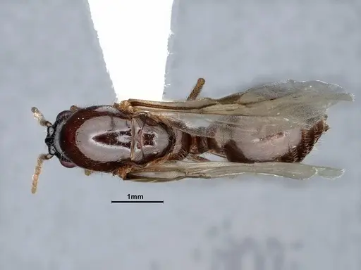 Crematogaster depilis - CASENT0885483