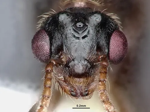 Crematogaster depilis - CASENT0885483