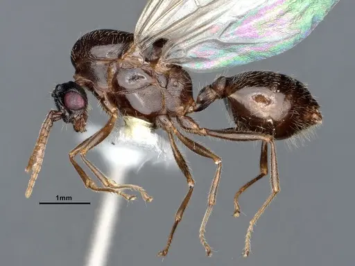 Crematogaster depilis - CASENT0885483