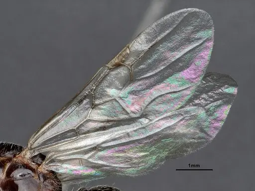 Crematogaster depilis - CASENT0885483