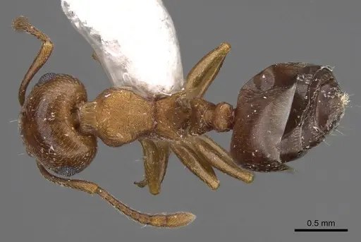 Crematogaster depilis - CASENT0914491