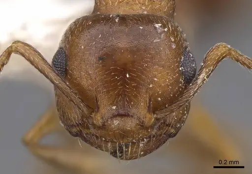 Crematogaster depilis - CASENT0914491