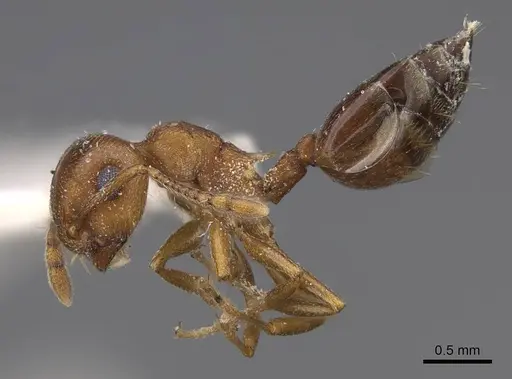 Crematogaster depilis - CASENT0914491
