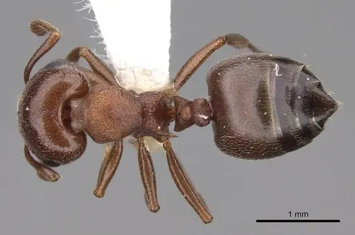 Crematogaster depilis - CASENT0922728