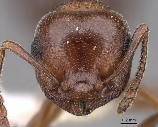 Crematogaster depilis - CASENT0922728