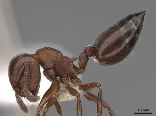 Crematogaster depilis - CASENT0922728