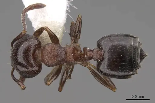 Crematogaster depilis - CASENT0922732