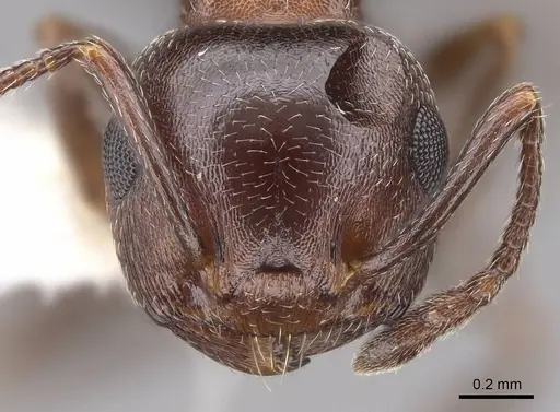 Crematogaster depilis - CASENT0922732