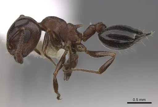 Crematogaster depilis - CASENT0922732