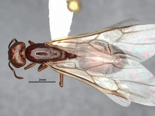 Crematogaster depilis - CASENT4031310