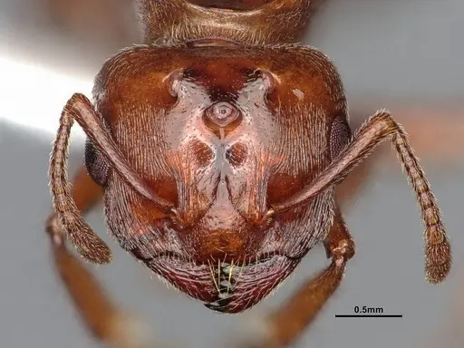 Crematogaster depilis - CASENT4031310