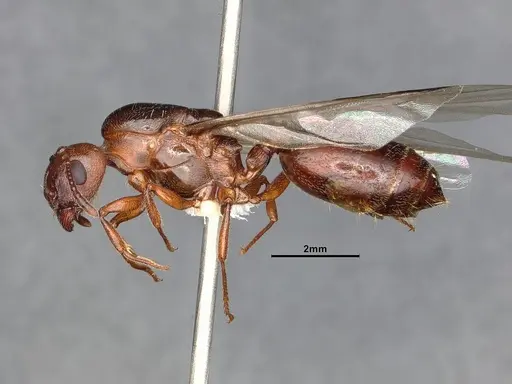 Crematogaster depilis - CASENT4031310