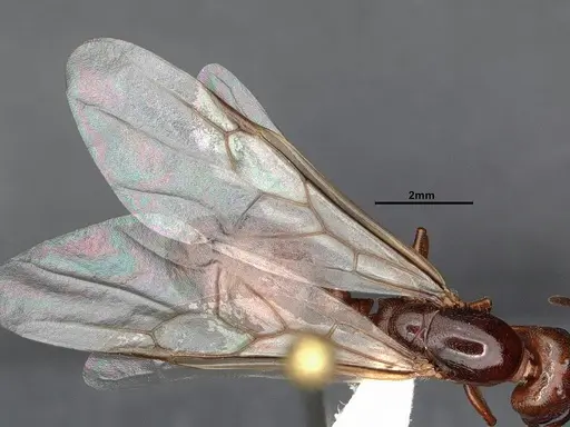 Crematogaster depilis - CASENT4031310