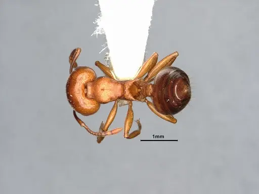 Crematogaster depilis - CASENT4031313