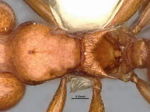 Crematogaster depilis - CASENT4031313