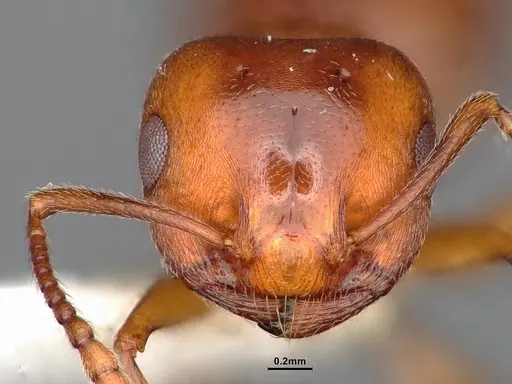 Crematogaster depilis - CASENT4031313